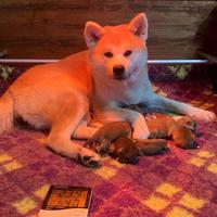 Cuccioli di Akita Inu - Pedigree ENCI/FCI