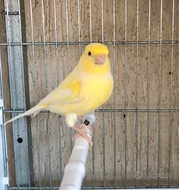 Canarino occhi rossi