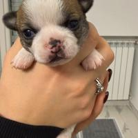 Chihuahua Pedigree Enci