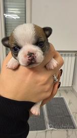 Chihuahua Pedigree Enci