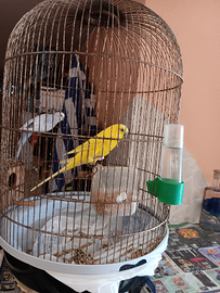 Papagallini sempre insieme