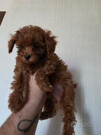 Barboncini toy Pedigree Enci