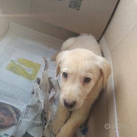 Cucciolo di meticcio labrador