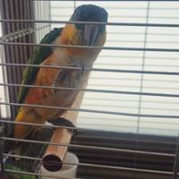 Pappagallo caico a 8 mesi