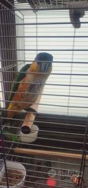 Pappagallo caico a 8 mesi