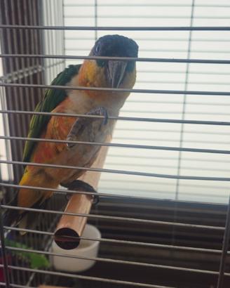 Pappagallo caico a 8 mesi