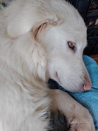 Cane simil Maremmano 2 anni sterilizzata e vaccina