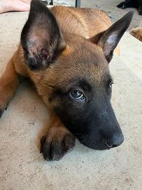 Pastore Belga Malinois