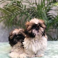 Shih tzu