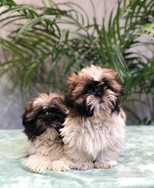 Shih tzu