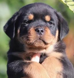 Cuccioli maschio e femmina rottweiler