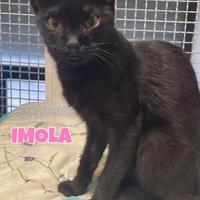 Imola gattina nera di 6 mesi