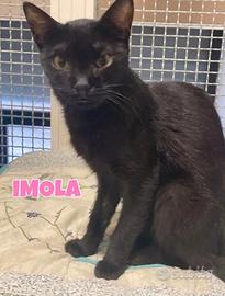 Imola gattina nera di 6 mesi