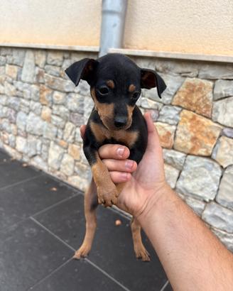Cani pincher