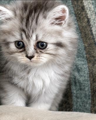 Persiana Silver Shaded Black