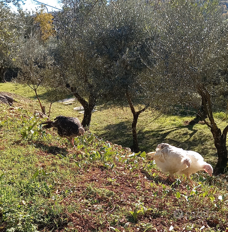 Terreno con bosco e oliveto