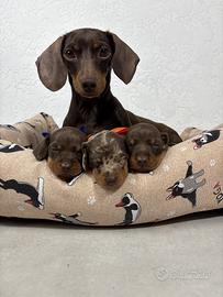 Bassotti Cuccioli KANINCHEN con PEDIGREE ENCI