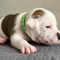 American Pitbull Terrier