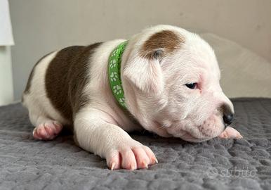 American Pitbull Terrier