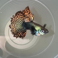 Guppy Red Dragon coppie