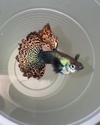 Guppy Red Dragon coppie