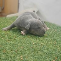 Pitbull tricolor