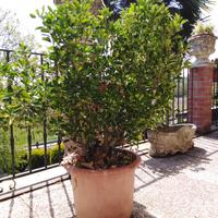 Sempreverde (Ilex Crenata) Siepe/macchia"