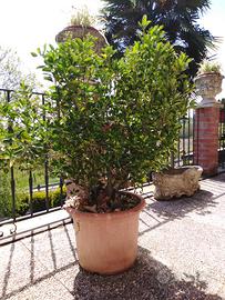 Sempreverde (Ilex Crenata) Siepe/macchia"