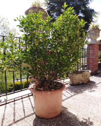 Sempreverde (Ilex Crenata) Siepe/macchia"