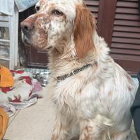 Cucciola Setter Inglese