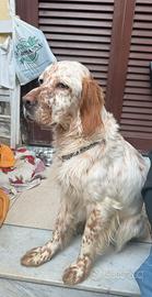 Cucciola Setter Inglese