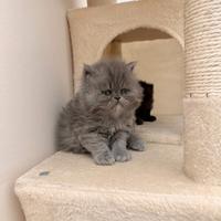 Gattina di Persiano colorazione blu
