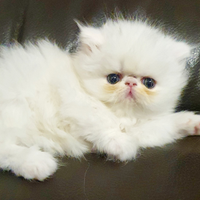 Micetti di razza persiano ipertipico