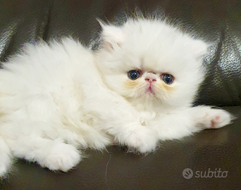 Micetti di razza persiano ipertipico
