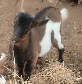 Capretto nano nato 8/6/25