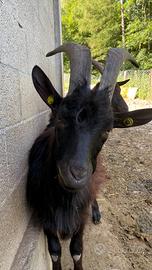 Becco nera verzasca