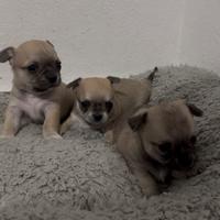 Chihuahua fulvo carbonati