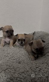 Chihuahua fulvo carbonati