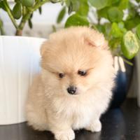 Cuccioli d ispitz pomerania maschi e femmine