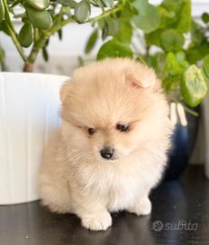 Cuccioli d ispitz pomerania maschi e femmine