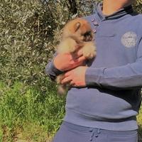 Pomerania selezione americana