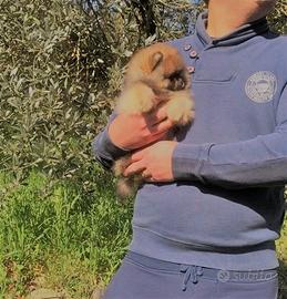 Pomerania selezione americana