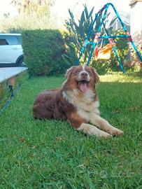 Pastore australiano Red tricolor nbt