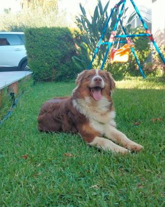 Pastore australiano Red tricolor nbt