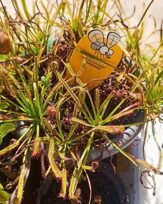 Drosera capensis taglia s