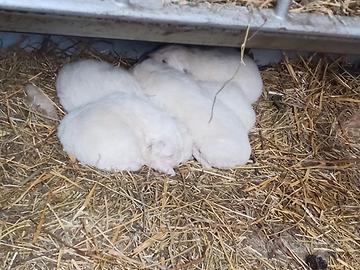 Cuccioli pastore dei pirenei