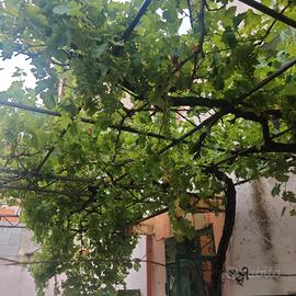 Bono. Sassari. Casa indipendente