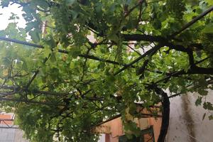 Bono. Sassari. Casa indipendente