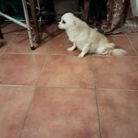 Chihuhua femmina pelo lungo color crema