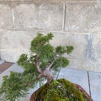 Bonsai